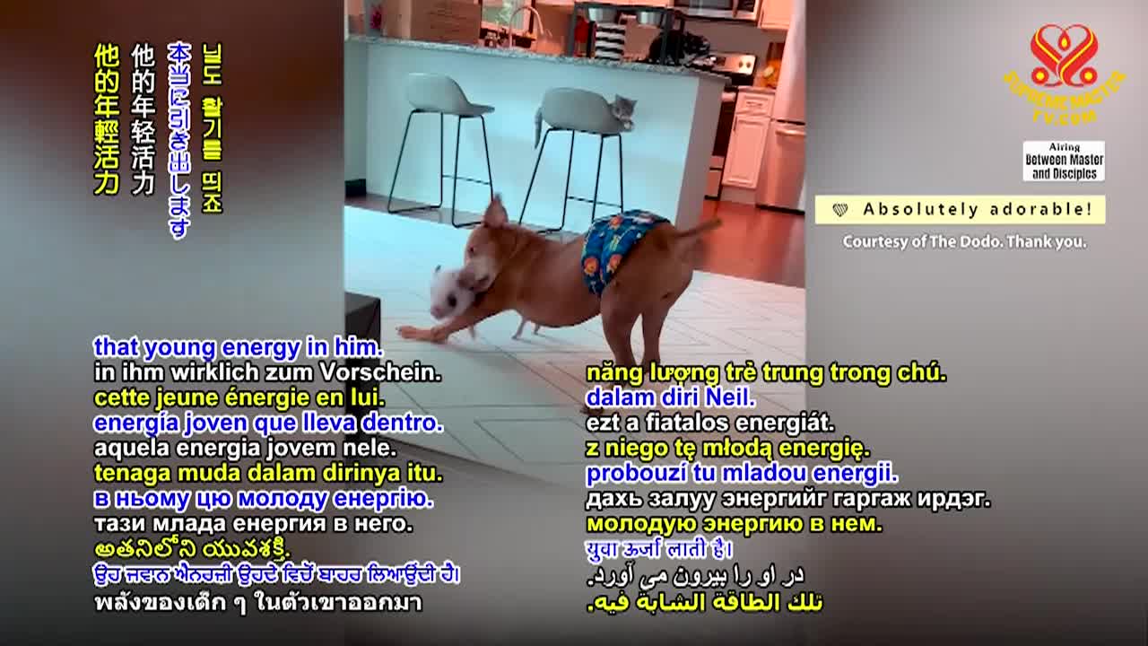 Thumbnail image for Supreme Master TV - Working Together in Silence, Part 2